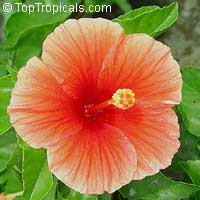 Hibiscus Florida Sunset, Hibiscus Florida Sunset