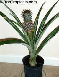 Ananas Var. Royal Hawaiian (Ананас) - растение