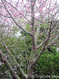 Ceiba speciosa, Chorisia speciosa, Silk Floss Tree, Bombax