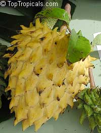 Rollinia deliciosa (Роллиния) - растение