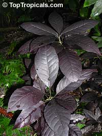 Eranthemum nigrum - Black Magic, Black Varnish