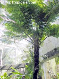 Cyathea cooperi, Sphaeropteris cooperi, Australian Tree fern, Hapuu Fern

Click to see full-size image