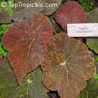 Begonia sp., Begonia

Click to see full-size image