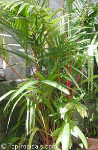 Cyrtostachys renda, Cyrtostachys lakka, Lipstick Palm, Sealing Wax Palm