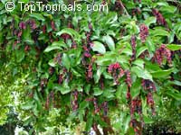 Antidesma bunius, Bignay, Bugnay, Tassel berry

Click to see full-size image