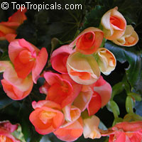 Begonia x hiemalis, Begonia Elatior, Elatior Begonia

Click to see full-size image