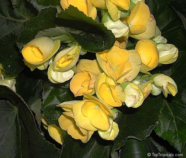 Begonia x hiemalis, Begonia Elatior, Elatior Begonia