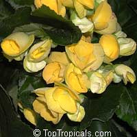 Begonia x hiemalis, Begonia Elatior, Elatior Begonia

Click to see full-size image