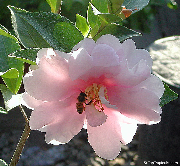 Camellia japonica, Camellia sasanqua, Camellia. Camellia 'Jean May'