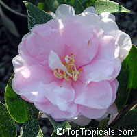 Camellia japonica, Camellia sasanqua, Camellia

Click to see full-size image