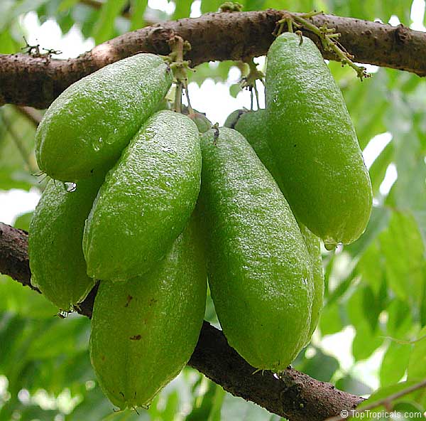 Averrhoa bilimbi, Cucumber tree - TopTropicals.com