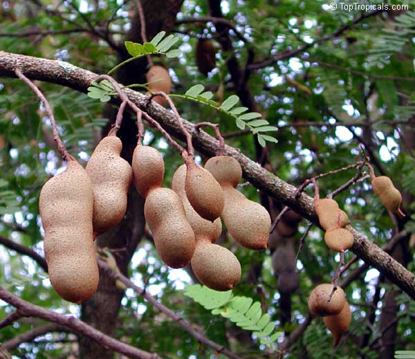 Tamarindus Indica Tamarind Toptropicals Com