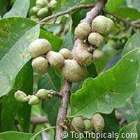 Ficus lutea - seeds

Click to see full-size image