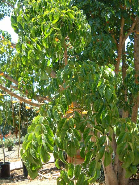 Radermachera ignea, Tree Jasmine, Peep Thong