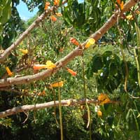 Radermachera ignea, Tree Jasmine, Peep Thong

Click to see full-size image