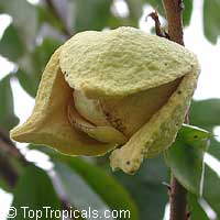 Annona muricata, Soursop, Guanabana, Graviola, Korosol, Corosol

Click to see full-size image