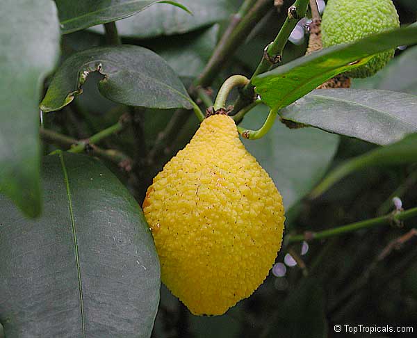 Rheedia longifolia, Charichuela, Bacuri Azedo, Sour Bacuri, Bumpy Lemon, Garcinia