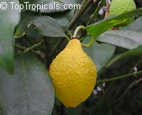 Rheedia longifolia, Charichuela, Bacuri Azedo, Sour Bacuri, Bumpy Lemon, Garcinia

Click to see full-size image