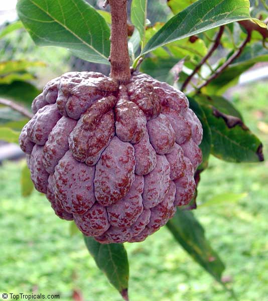 Annona squamosa, Sugar Apple, Custard Apple, Sweetsop-Anon, Sweetsop, Atis, Sitafal, Seetha Payam, Araticum, Sharifa. Red variety Kampong Mauve