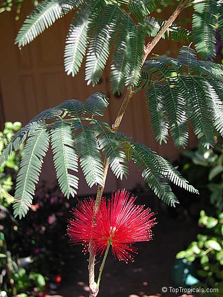 Calliandra tweedii, Inga pulcherrima, Red Tassel Flower