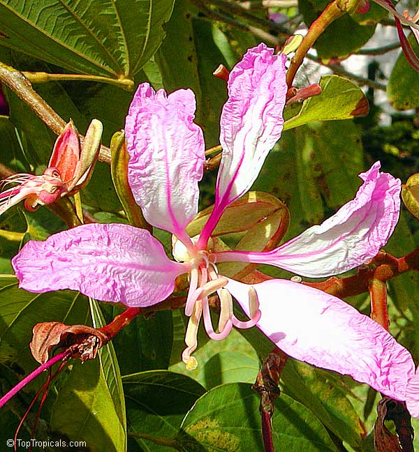 Bauhinia purpurea, Phanera purpurea, Orchid Tree, Butterfly Tree