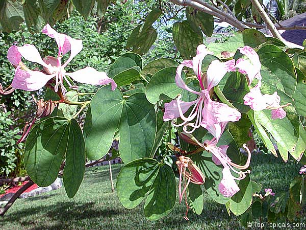 Bauhinia purpurea, Phanera purpurea, Orchid Tree, Butterfly Tree