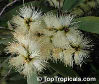 Melaleuca quinquenervia, Paperbark, Honey Myrtle, Punk Tree

Click to see full-size image
