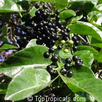 Cissus sicyoides, Cissus verticillata, Possum Grape Vine, Princess Vine, Season Vine, Monkey Liana

Click to see full-size image