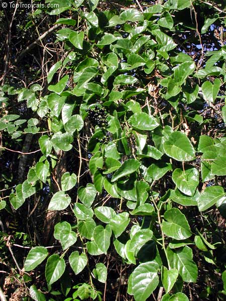 Cissus sicyoides, Cissus verticillata, Possum Grape Vine, Princess Vine, Season Vine, Monkey Liana
