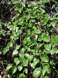 Cissus sicyoides, Cissus verticillata, Possum Grape Vine, Princess Vine, Season Vine, Monkey Liana

Click to see full-size image