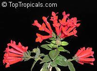 Bouvardia ternifolia, Scarlet Bourvardia, Trumpetilla, Firecracker Bush, Hummingbird Flower

Click to see full-size image