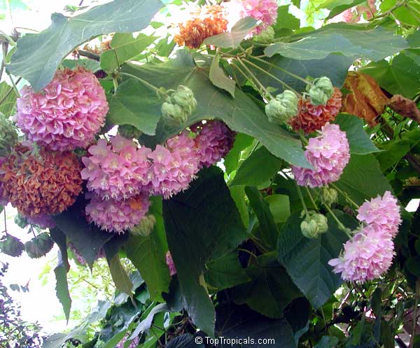 Dombeya wallichii, Dombeya x cayeuxii, Pink Ball Tree, Tropical Hydrangea