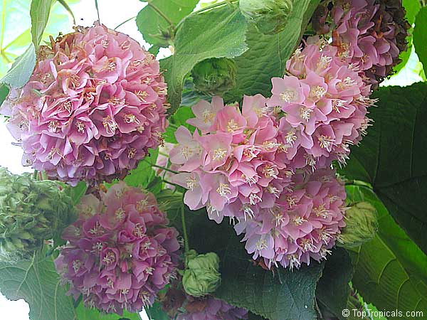 Dombea, Tropical Hydrangea flowering