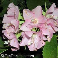 Dombeya cymosa - seeds

Click to see full-size image