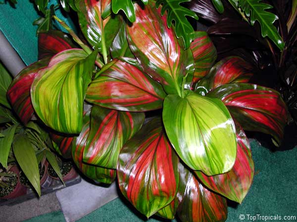 Cordyline fruticosa, Cordyline terminalis, Hawaiian Ti Leaf. Cordyline 'Willies Gold' 