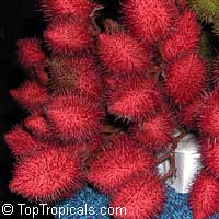 Bixa orellana, Lipstick tree, Annatto, Achiote