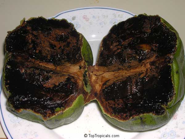 Diospyros nigra, Diospyros digyna, Diospyros obtusifolia, Black Sapote, Chocolate Pudding Fruit, Black/Chocolate Persimmon