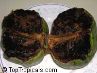 Diospyros nigra, Diospyros digyna, Diospyros obtusifolia, Black Sapote, Chocolate Pudding Fruit, Black/Chocolate Persimmon

Click to see full-size image