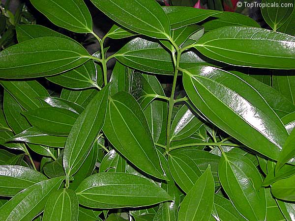 Cinnamomum kotoense, Canela, Cinnamon Plant
