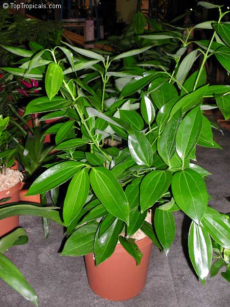 Canela tree, Cinnamomum kotoense