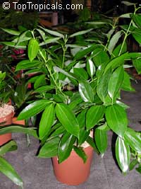 Cinnamomum kotoense, Canela, Cinnamon Plant