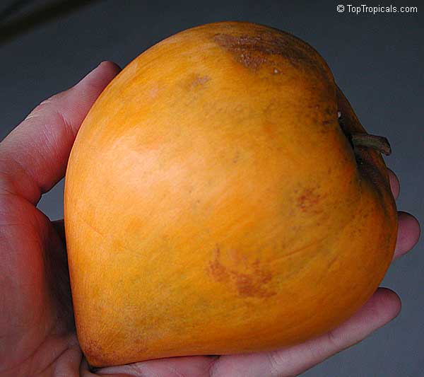Pouteria campechiana - Canistel, egg shaped fruit in a hand