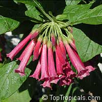 Iochroma coccinea - Burgundy Bells

Click to see full-size image