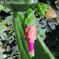 Opuntia cochenillifera, Nopalea cochenillifera, Opuntia nuda, Cochineal Cactus, Warm hand, Velvet Opuntia, Nopales Opuntia, Nopal Cactus

Click to see full-size image