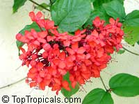 Clerodendrum splendens, Flaming Glorybower, Clerodendron

Click to see full-size image