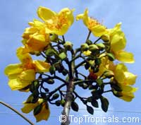 Cochlospermum vitifolium, Buttercup tree, Mountain Cotton, Cotton-tree

Click to see full-size image