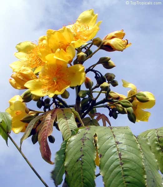 Cochlospermum vitifolium, Buttercup tree, Mountain Cotton, Cotton-tree
