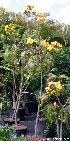 Cochlospermum vitifolium, Buttercup tree, Mountain Cotton, Cotton-tree