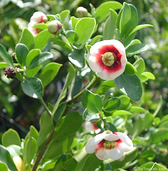 Clusia lanceolata, Porcelain Flower, Copey, Balsam Apple, Pitch Apple, Cerra cipapao apple