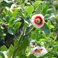 Clusia lanceolata, Porcelain Flower, Copey, Balsam Apple, Pitch Apple, Cerra cipapao apple

Click to see full-size image